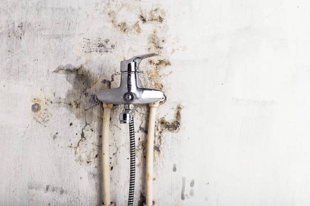 Best Same-Day Mold Removal  in Mount Vernon, MD