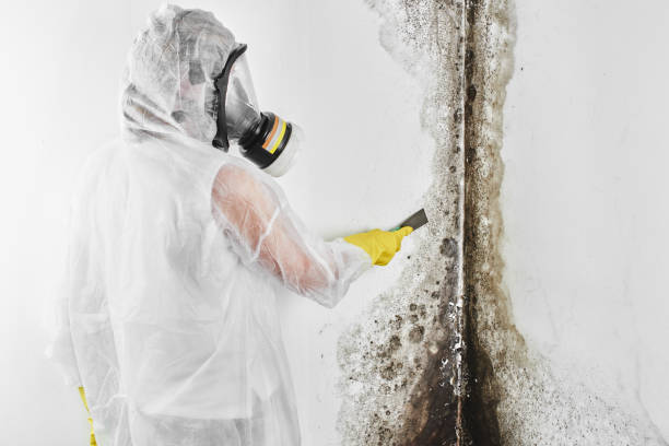 Best Professional Mold Removal  in Mount Vernon, MD