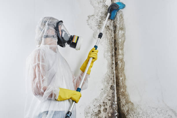 Best Commercial Mold Removal  in Mount Vernon, MD