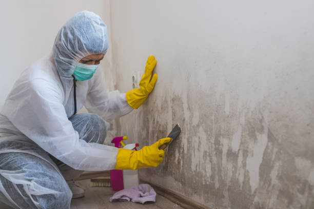 Best Affordable Mold Removal  in Mount Vernon, MD