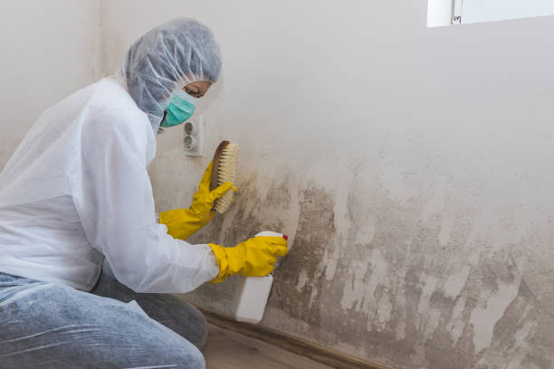 Office Mold Removal Services in Mount Vernon, MD