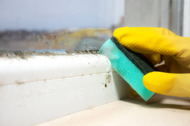 Best Home Mold Removal  in Mount Vernon, MD