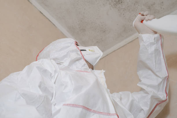 Best Toxic Mold Removal  in Mount Vernon, MD