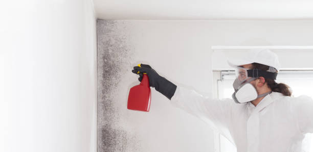 Best Same-Day Mold Removal  in Mount Vernon, MD