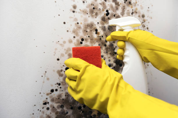 Mold Removal and Inspection in Mount Vernon, MD