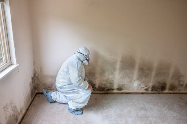 Best Mold Cleaning Services  in Mount Vernon, MD
