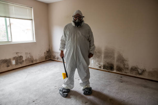 Best Black Mold Removal  in Mount Vernon, MD