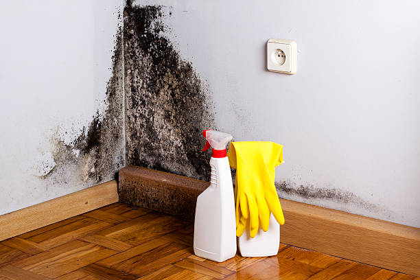 Mold Testing and Removal in Mount Vernon, MD