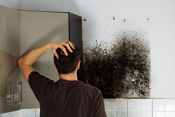 Best Mold Testing and Removal  in Mount Vernon, MD