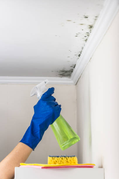 Best Toxic Mold Removal  in Mount Vernon, MD